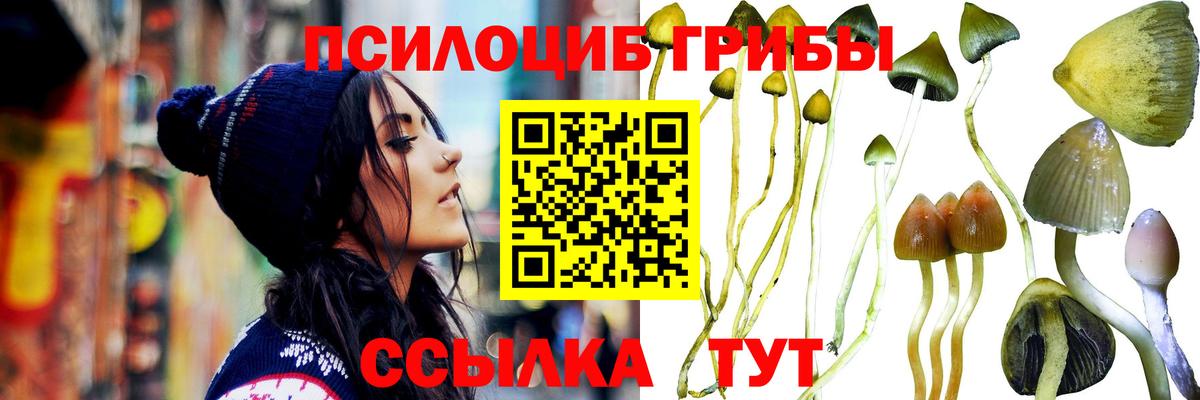 Галлюциногенные грибы Psilocybe Рыбинск